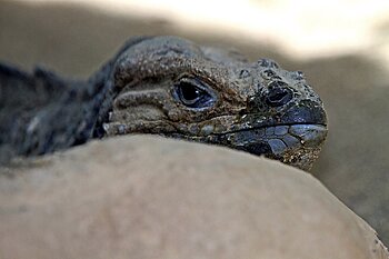 Nashornleguan