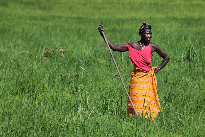 Frau im Reisfeld in Sierra Leone