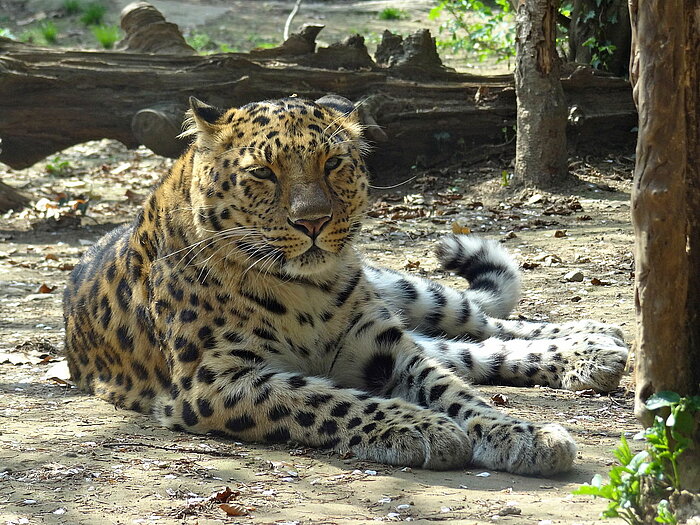 Amurleopard