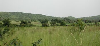 Savanne in Burkina Faso