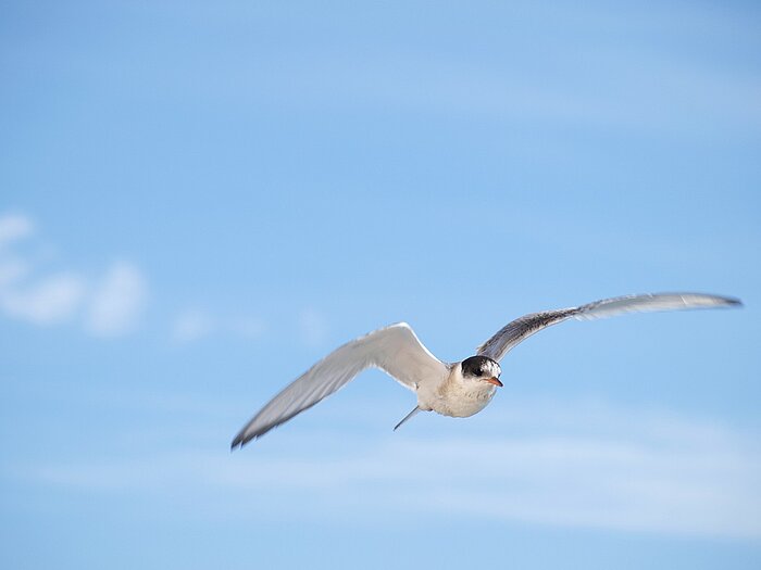 Möwe über Island