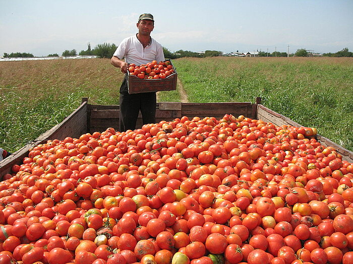 Tomatenernte in Armenien