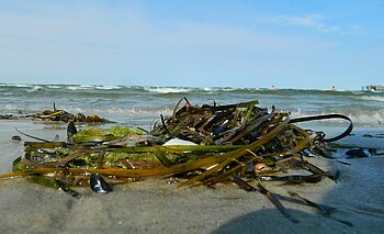 Tang am Ostseestrand