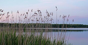 Labussee der Mecklenburgischen Seenplatte