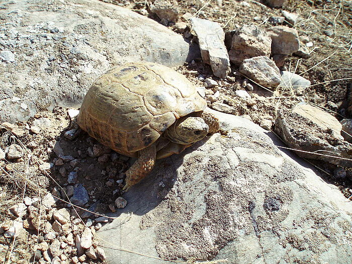 Steppenschildkröte am See Aydarkoʻl