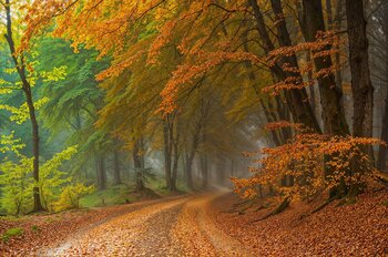 Wald in Hessen Wald in Hessen
