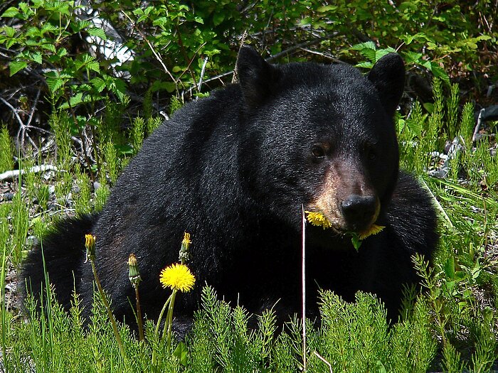 Schwarzbär