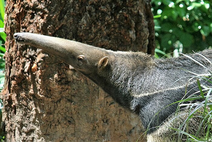 Großer Ameisenbär in El Salvador