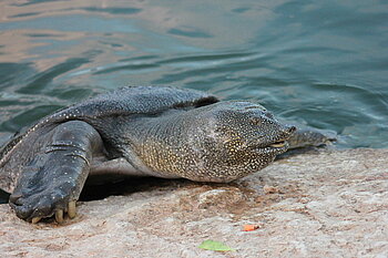 Afrikanische Weichschildkröte