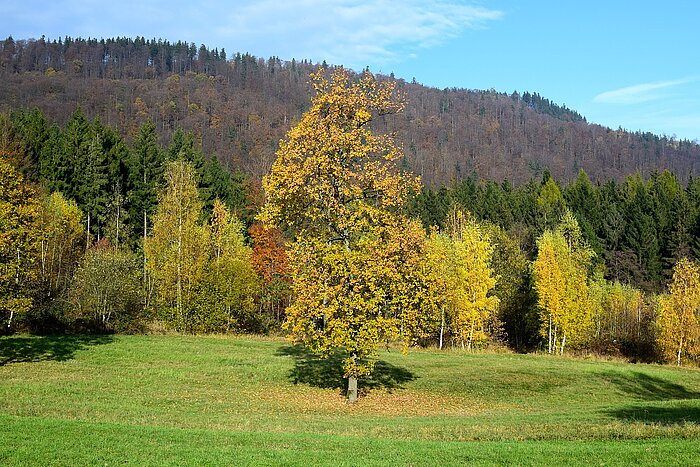 Wald in Deutschland