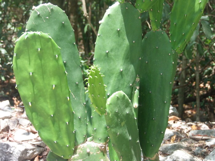 Nopal Kaktus