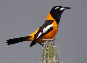 Nationalvogel von Venezuela
