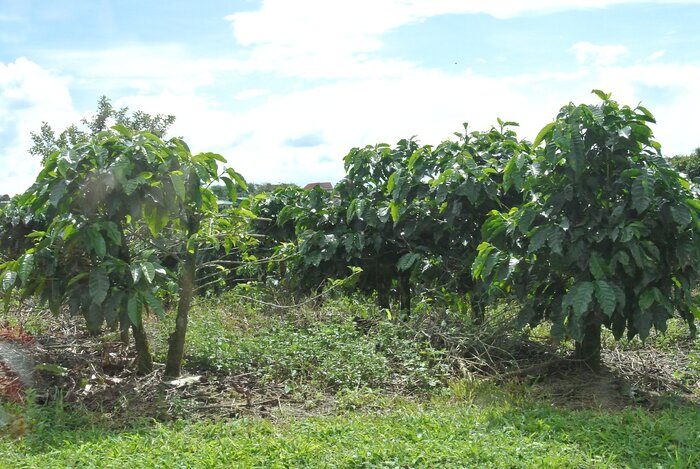 Plantage für Kaffee in Costa Rica
