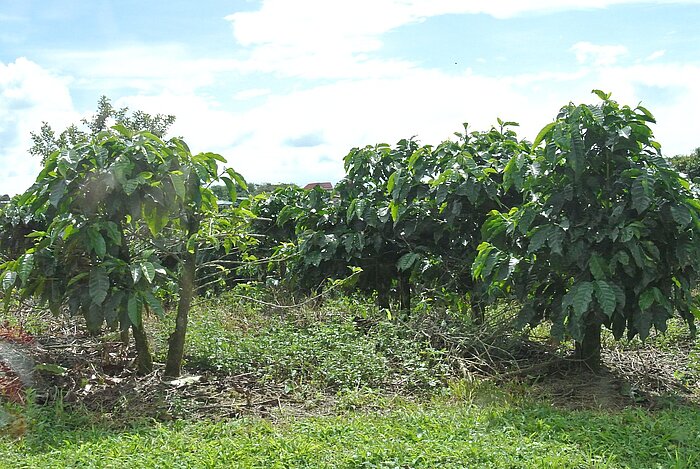 Plantage für Kaffee in Costa Rica