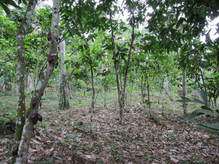 Kakaoplantage in Kamerun