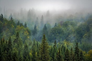 Wald in Rumänien