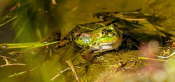 Frosch an der Müritz