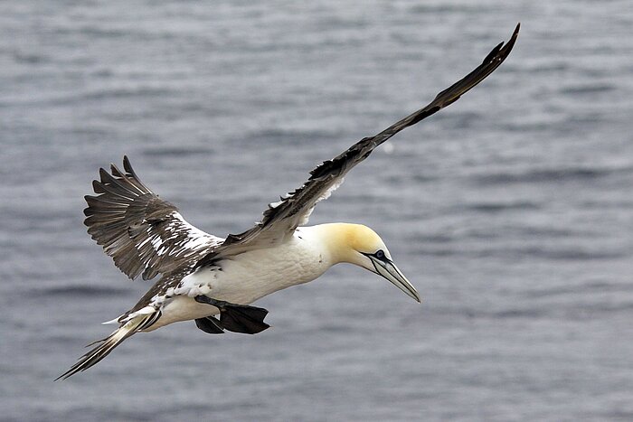 Basstölpel Helgoland