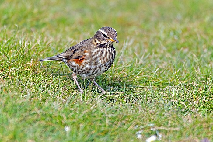 Vögel in Schleswig-Holstein