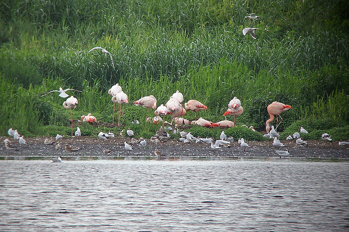 Chileflamingos am Zwillbrocker Venn