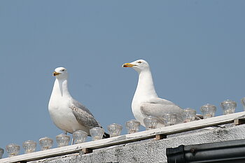 Möwen in Brighton