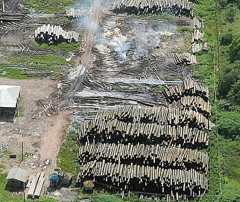 Illegale Holzentnahme in Brasilien im Regenwald