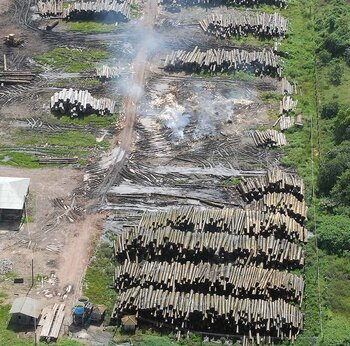 Der Amazonas-Regenwald
