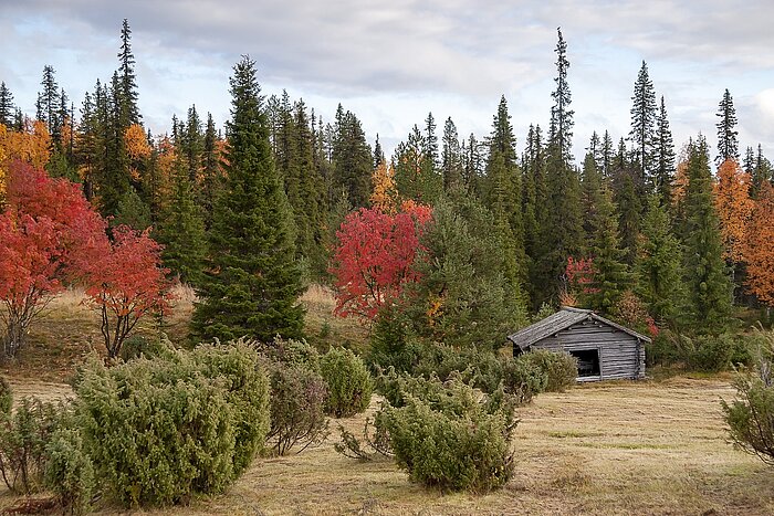 Wald in Lappland im Herbst