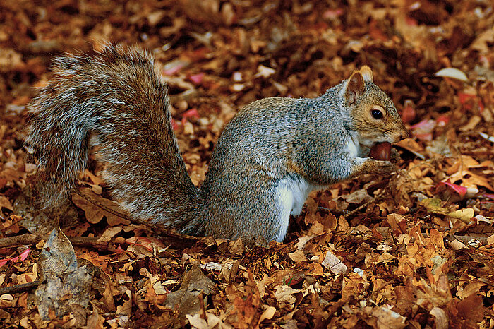 Grauhörnchen in Kanada