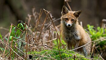 Fuchs im Nationalpark Vorpommersche Boddenlandschaft