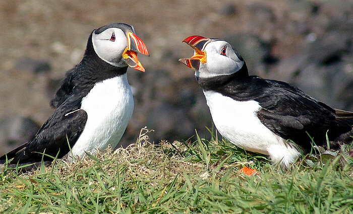 Zwei Papageitaucher in Irland