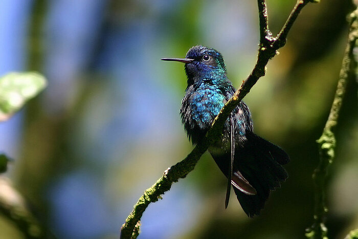 Blaukopfkolibri in Dominica