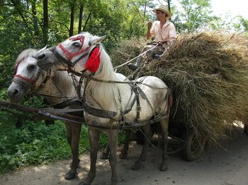 Pferdefuhrwerk in Rumänien