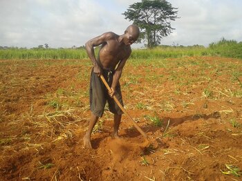 Landwirtschaft in der Zentralafrikanischen Republik