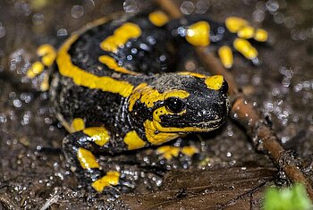 Feuersalamander in Sachsen-Anhalt