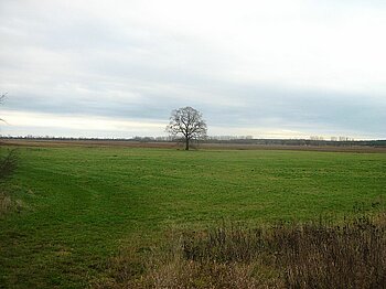 Friedländer Große Wiese