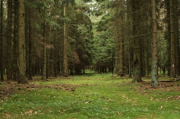 Wald Mecklenburg-Vorpommern