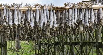 Lofoten: Fisch trocknet