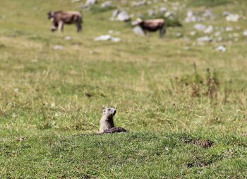 Österreich Tiere