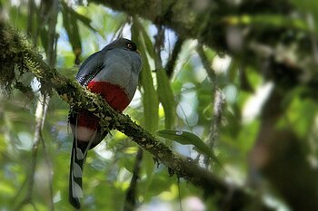 Nationalvogel von Haiti Rosentrogon