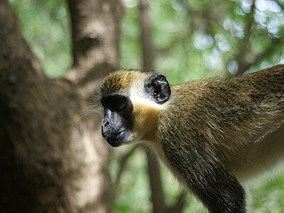 Senegal Tiere