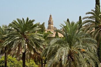 Palmen in Córdoba