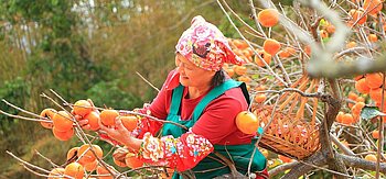 Frau aus Taiwan bei der Ernte