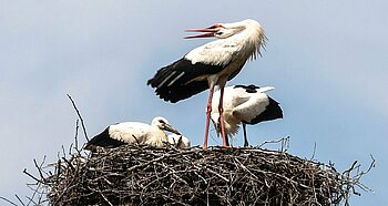 Störche im Nest