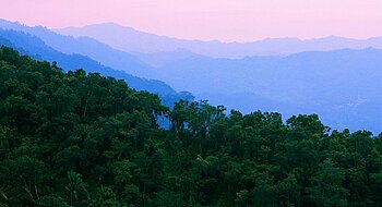 Waldbedeckte Berge in Honduras Wald in Honduras