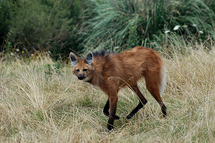 Mähnenwolf