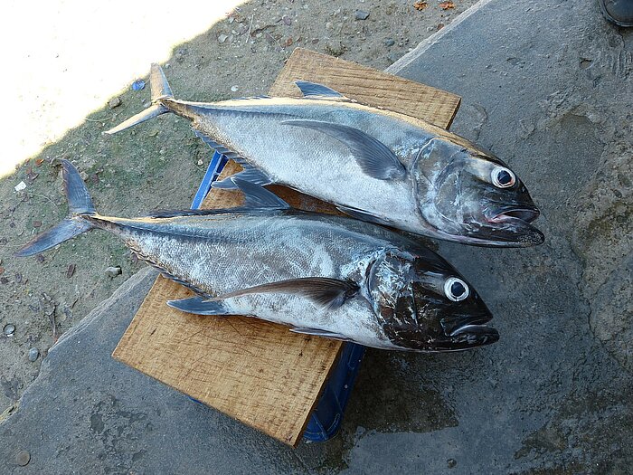 Fisch geangelt in Costa Rica