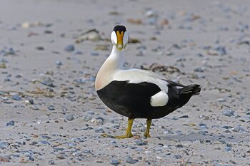 Vögel Ostsee