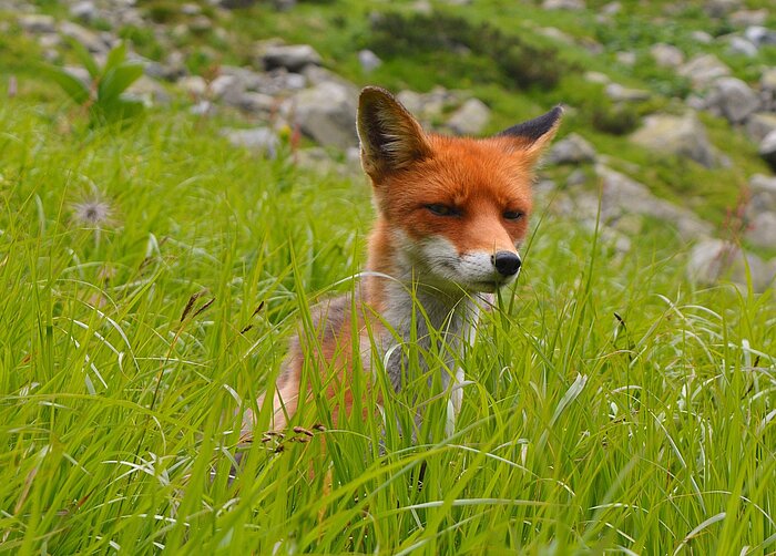 Fuchs in der Slowakei