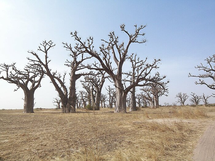 Baobabs in der Sahelzone bei Saly im Senegal